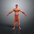 Realistic 3D Model of Muscular Female in Red Attire Standing Pose