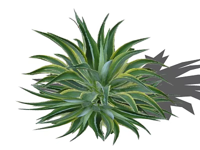 Agave Plant With Green And Yellow Leaves In Radiant Growth Pattern 3d model