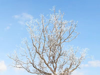 Frost Covered Leafless Tree With Branches Against Blue Sky And Clouds 3d model