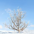 Frost Covered Leafless Tree With Branches Against Blue Sky And Clouds