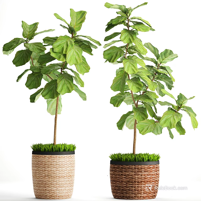 Lush Green Bonsai Potted Plants With Large Leaves Woven Pots And Grass Like Base 3d model 