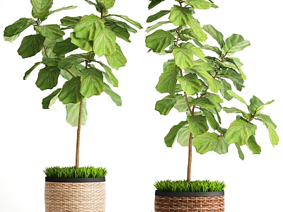 Lush Green Bonsai Potted Plants With Large Leaves Woven Pots And Grass Like Base 3d model
