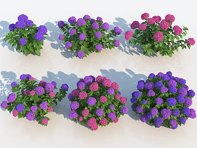 Colorful Hydrangea Flowers Purple Pink Blooms With Green Leaves Clusters 3d model