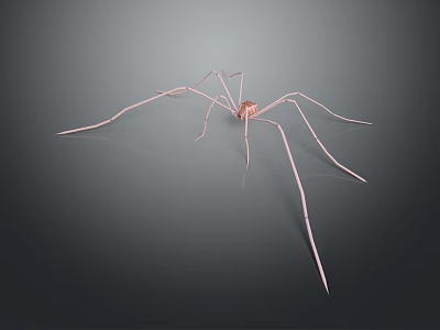 Realistic Pink Spider With Long Legs On Gray Background 3d model