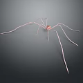Realistic Pink Spider With Long Legs On Gray Background 3d model