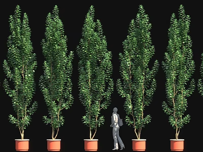 Rows of Green Potted Trees With Person Walking in Black Background 3d model