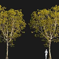 Two Trees With Slender Trunks Yellow Green Leaves And Standing Person On Black Background