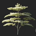 Tall Arbor with Lush Layered Canopy and Human Figure for Scale in 3D Rendering