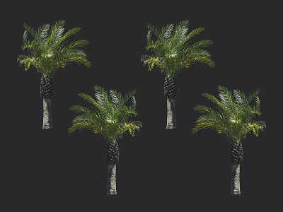 Beautiful Tall Palm Trees With Lush Green Foliage And Brown Trunks 3d model