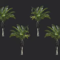 Beautiful Tall Palm Trees With Lush Green Foliage And Brown Trunks