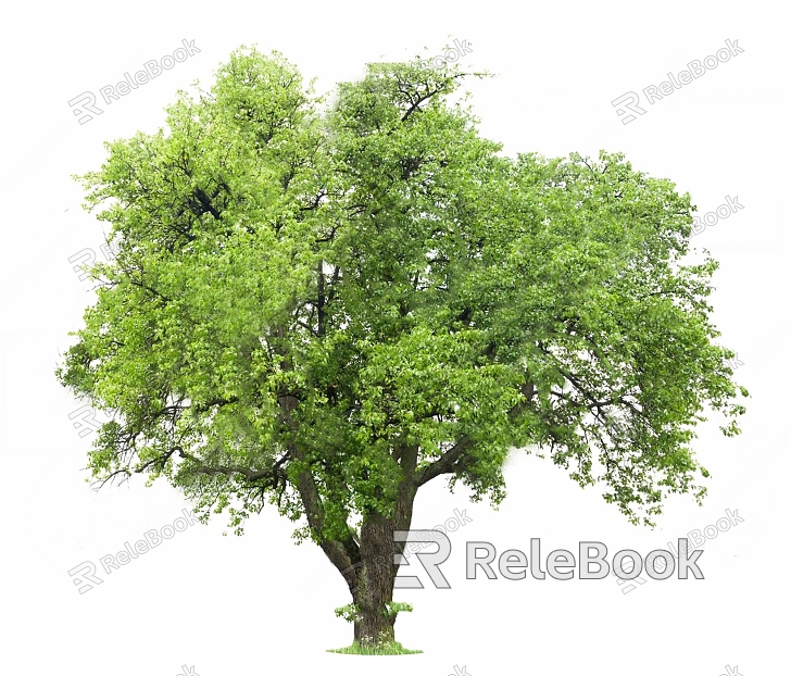 Old Trees Big Trees Single Trees Green Planting model