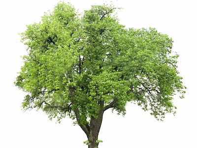 Tall Arbor Featuring Lush Green Leaves And Sturdy Trunk In Natural Setting 3d model