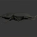 Black Beetle With Hard Shell Detailed Antennae And Legs On Dark Background