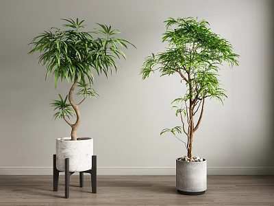 Indoor Bonsai Potted Plants With Curved Trunks Green Foliage And White Gray Pots 3d model