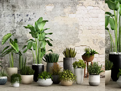 Indoor Bonsai and Potted Plants Collection with Various Sizes and Ceramic Pots 3d model