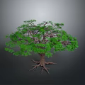 Lush Green Tree With Thick Trunk And Extended Roots In Gray Backdrop 3d model