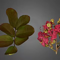 Lush Plant Featuring Dark Green Veined Compound Leaves And Pink Blooming Flowers With Buds
