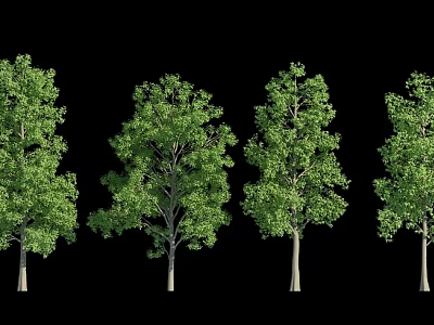 Four Green Trees With Lush Foliage And Different Trunk Shapes On Black Background 3d model