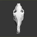 Modern Skull Animal Skull Fossil Skeleton Animal Skeleton 3d model