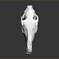 Modern Skull Animal Skull Skull Fossil Skeleton Animal Skeleton 3d model