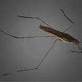 Water Strider Insect With Long Slender Legs And Brown Body On Gray Background