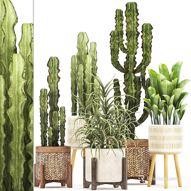 Decorative Plant Ornament Set with Cactus Green Plants Woven Baskets and White Pots 3d model 