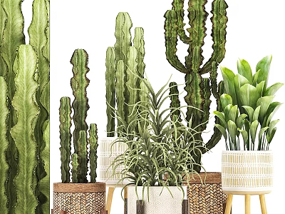 Decorative Plant Ornament Set with Cactus Green Plants Woven Baskets and White Pots 3d model
