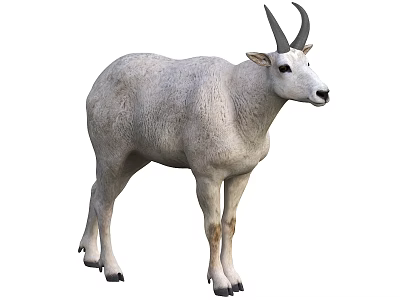 White wild goat with black horns standing isolated on white background 3d model