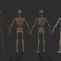 Four Detailed Human Skeletons Arranged For Display On Black Background