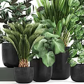 Potted Assorted Green Plants With Different Leaf Shapes In Black Pots
