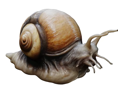 Close Up Brown Yellow Spiral Shell Reptile Snail with Soft Body Isolated on White 3d model