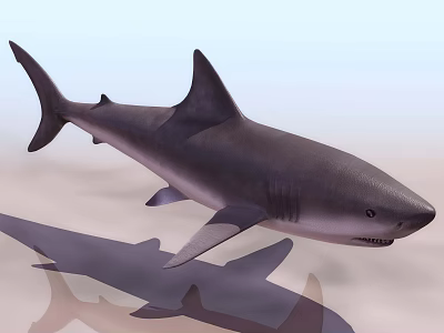 Gray Shark Swimming On Sandy Seabed With Clear Water And Shadow 3d model