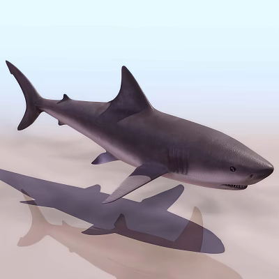 The Modern Shark 3d model