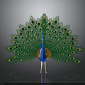 Peacock Displaying Vibrant Green Blue And Orange Feathers With Eye Spots On Grey Background