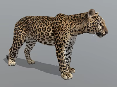 Lifelike 3D Leopard Model With Spotted Coat Standing On Gray Background 3d model
