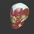 Human Head Muscle Anatomical Model Showing Detailed Facial Structures For Study