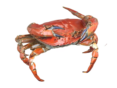 Close Up View Of Red Crab Aquatic Animal With Claws And Legs 3d model