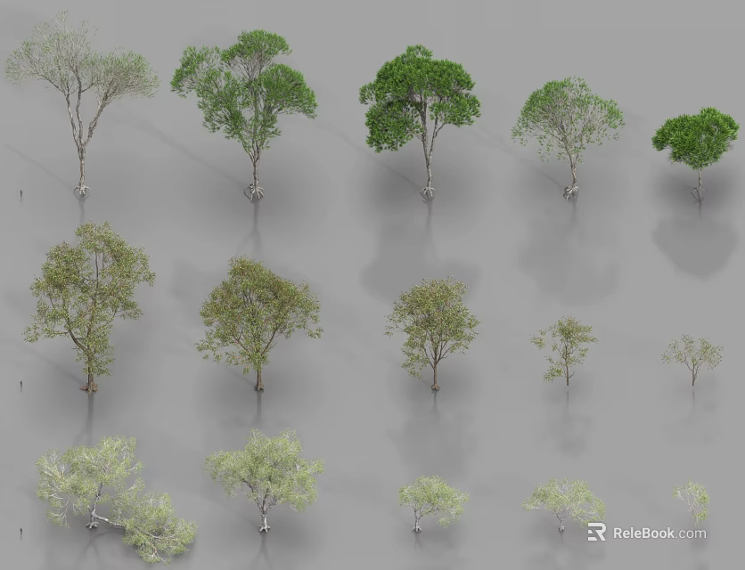 Various Arbor Tree Varieties With Different Foliage And Growth Stages 3d model