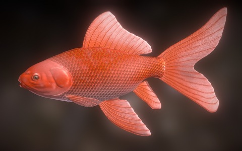 fish goldfish carp anchovies koi ornamental fish cold water fish 3d model