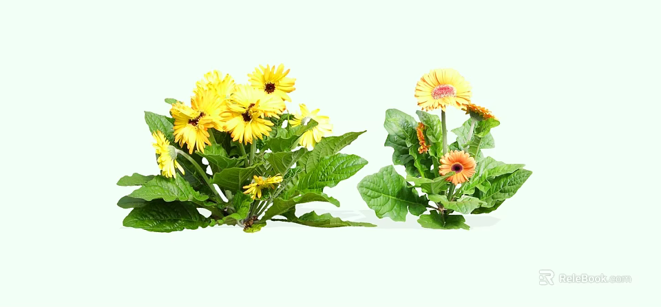 Vibrant Yellow and Orange Gerbera Daisies with Lush Green Leaves and Fresh Blooms 3d model 