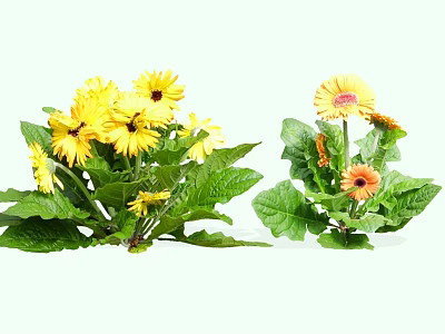 Vibrant Yellow and Orange Gerbera Daisies with Lush Green Leaves and Fresh Blooms 3d model
