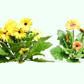 Vibrant Yellow and Orange Gerbera Daisies with Lush Green Leaves and Fresh Blooms