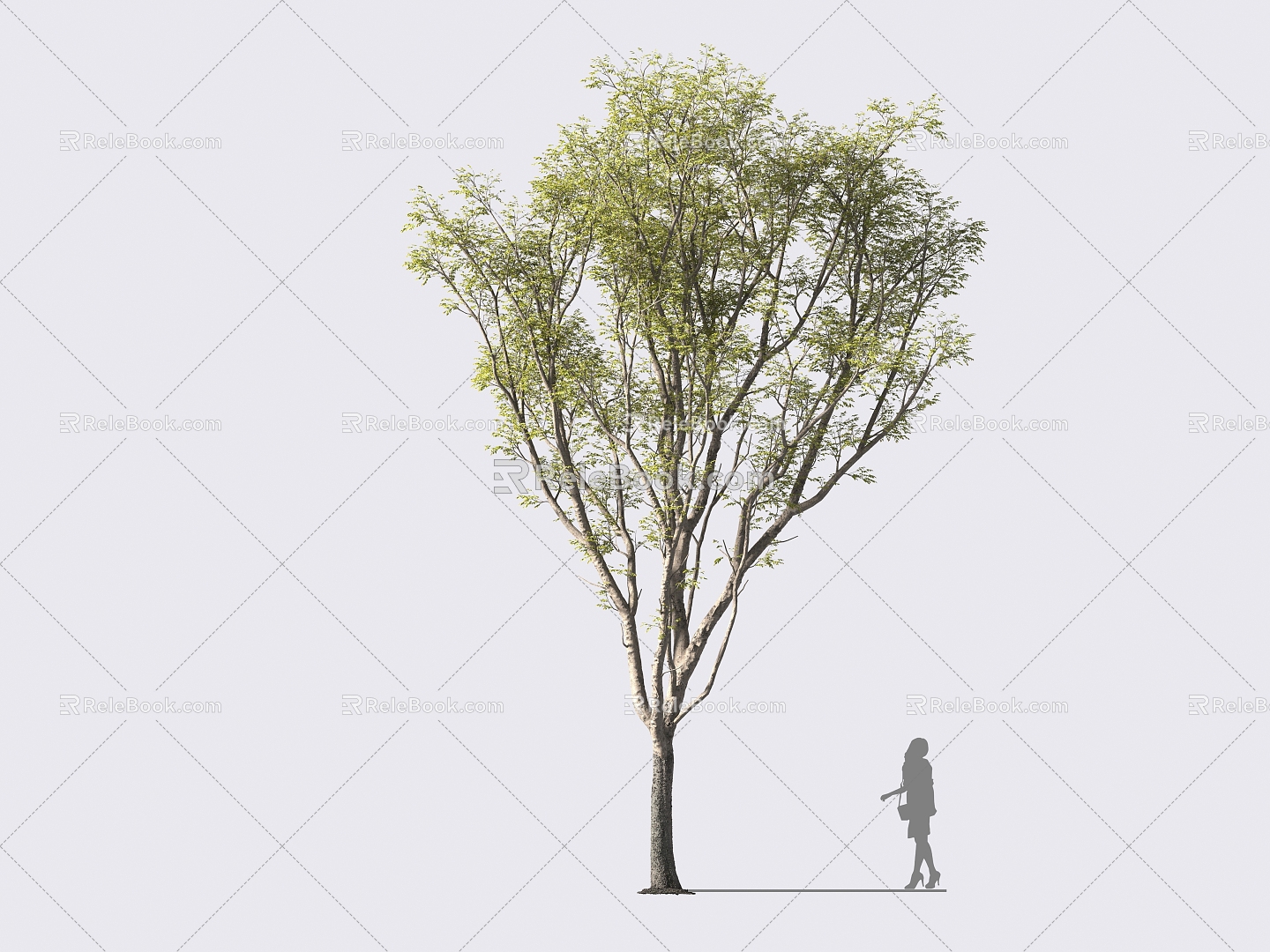 arbor, hackberry trees, landscape trees, street trees, street trees 3d model