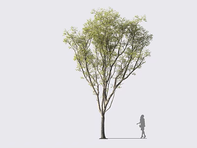 Lush Green Tree with Straight Trunk and Foliage Beside Person in Light Background 3d model