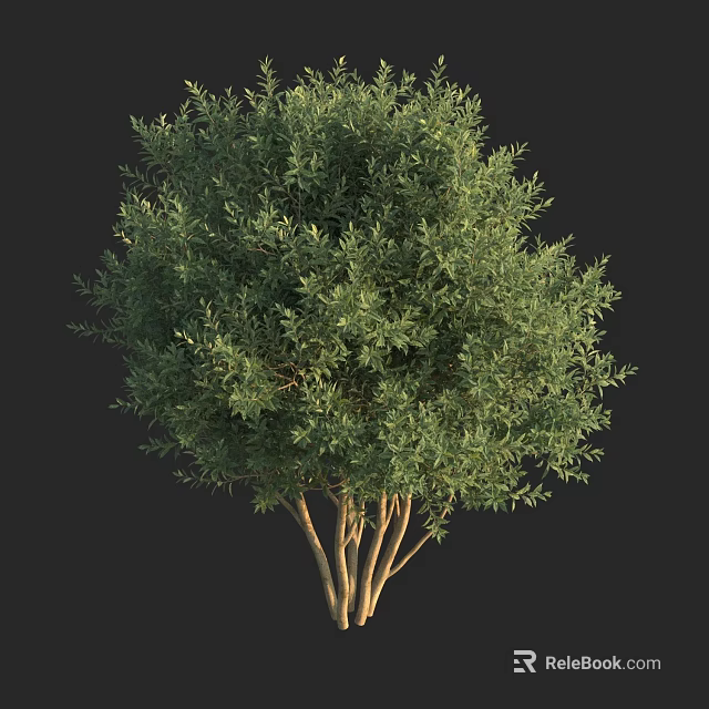 Lush Arbor With Dense Green Foliage And Multiple Trunks For Landscaping 3d model