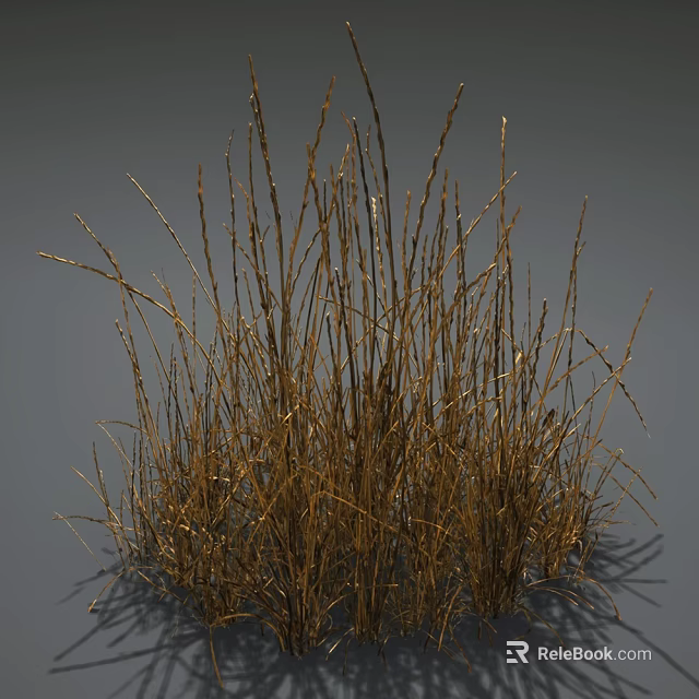 Withered Dry Brown Slender Grass Stems Standing On Neutral Gray Background 3d model