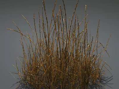 Withered Dry Brown Slender Grass Stems Standing On Neutral Gray Background 3d model