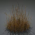 Withered Dry Brown Slender Grass Stems Standing On Neutral Gray Background 3d model