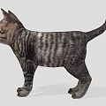 Tabby Cat with Green Eyes Standing in Front View Against Gray Background 3d model
