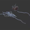 Irregular Brown Organ Mass and Slender Hair Like Fibers with Twisted Thread Structures